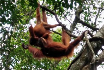 Bukit Lawang Orang Utan Tour  Bukit Lawang Orang Utan Tour
