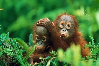 Meet the Orangutans of Gunung Leuser Meet the Orangutans of Gunung Leuser