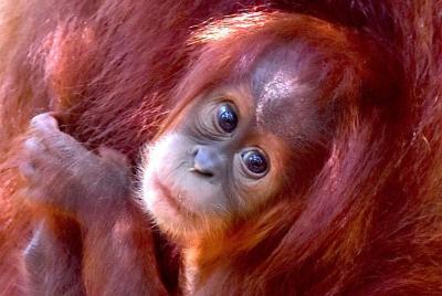 FAMILY JUNGLE TOUR: Orangutan Trek (4-hours hike) by EcoTravel Bu
