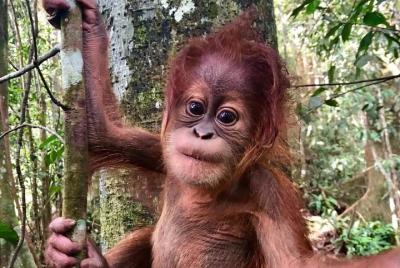 Half-day orangutans adventure in Gunung Leuser