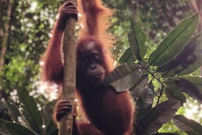 Bukit Lawang Full Day Jungle Trek