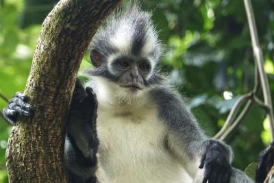 CHICKEN TREK 4 Hours JungleTrekking + RAFTING (see Orangutan)