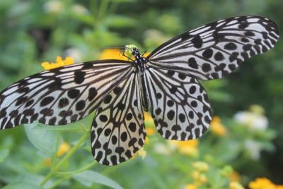 Kemenuh Butterfly Park and Blangsinga Shopping Centre Kemenuh Butterfly Park and Blangsinga Shopping Centre