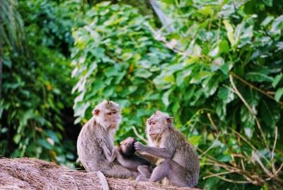 Amazing Private Tours-Kemenuh Butterfly Park - Waterfall - Monkey Forest - Lunch Amazing Private Tours-Kemenuh Butterfly Park - Waterfall - Monkey Forest - Lunch