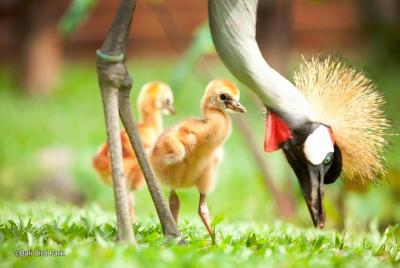 The Best Private Full Day Trip-Bali Bird Park-Kintamani Volcano Include Lunch The Best Private Full Day Trip-Bali Bird Park-Kintamani Volcano Include Lunch