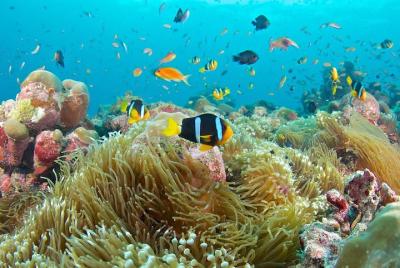 The Best 2-point Snorkeling in Padangbai: Blue lagoon and Tanjung jepun The Best 2-point Snorkeling in Padangbai: Blue lagoon and Tanjung jepun