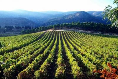 Private Full-Day Wine Tasting Tour with Lunch from Beirut Private Full-Day Wine Tasting Tour with Lunch from Beirut