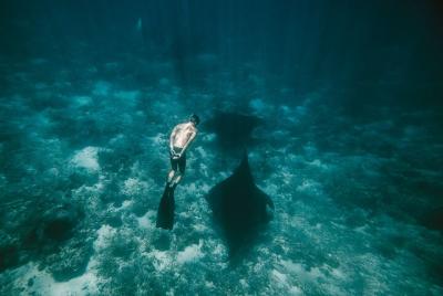 Snorkeling and Freediving Trip around Nusa Penida Snorkeling and Freediving Trip around Nusa Penida