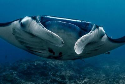 Discover Scuba Diving in Lembongan - Initiation on remote island  Discover Scuba Diving in Lembongan - Initiation on remote island