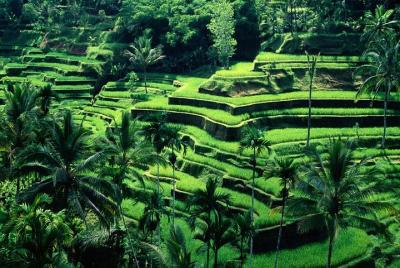 Ubud Tour - Best central one day Tour Ubud Tour - Best central one day Tour