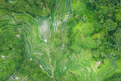 Bali Half Day Car Charter - Ubud Village Tour Bali Half Day Car Charter - Ubud Village Tour