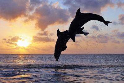 Full-Day Bali Car Charter to See Dolphin in Lovina and North Bali Tour Full-Day Bali Car Charter to See Dolphin in Lovina and North Bali Tour