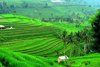 Full-Day Bali Car Charter to Exploring Tour in Ulun Danu, Jatiluwih & Tanah Lot Full-Day Bali Car Charter to Exploring Tour in Ulun Danu, Jatiluwih & Tanah Lot