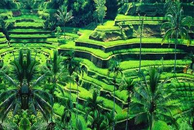 Bali Customizable 4 Days Private Tours, Visiting All Scenic Spots Bali Customizable 4 Days Private Tours, Visiting All Scenic Spots