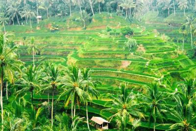 Bali Car Charter - Half Day Ubud Village Tour Bali Car Charter - Half Day Ubud Village Tour