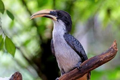 Bird Watching and Little Adams peak Trekking 