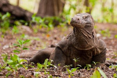 Explore Komodo Flores Through Bali (3D/2N) Explore Komodo Flores Through Bali (3D/2N)
