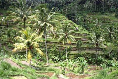 Bali Car Charter - Ubud and Tanah Lot Temple Tour Bali Car Charter - Ubud and Tanah Lot Temple Tour