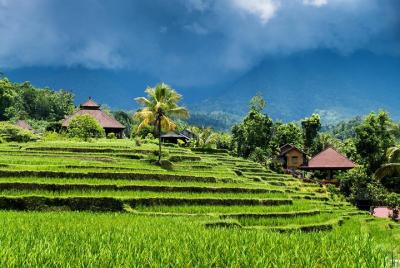 Ubud Ricefield Trekking Tour (with Coffee Break)