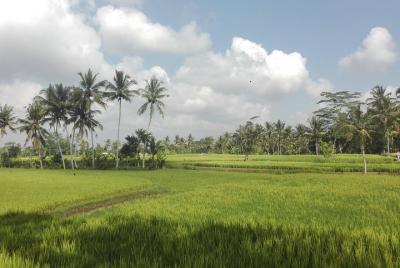 explore rice paddies and water fall in Bali