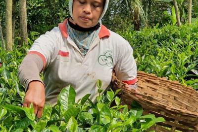 Private Half-Day Tea Village Discovery with lunch in Yogyakarta Private Half-Day Tea Village Discovery with lunch in Yogyakarta