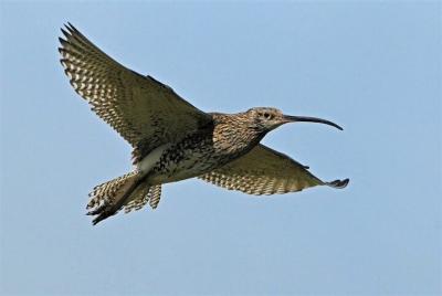 Private 3-Hour Bird Watching by Boat on Lough Corrib Galway