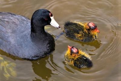 Full-Day Private Bird Watching by Boat in Lough Corrib Galway