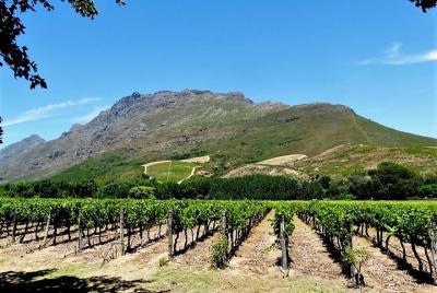 Stellenbosch Winelands Guided Half Day Cycle Tour Stellenbosch Winelands Guided Half Day Cycle Tour