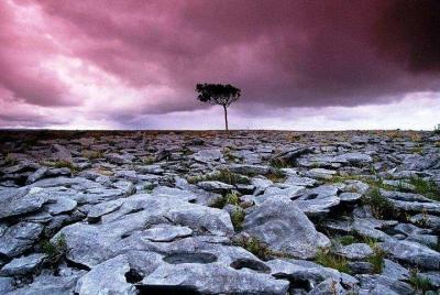 Walking in the unique Burren landscape & perfumery visit. Clare. 