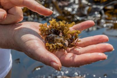 Irish Seaweed Foraging Tour and Seaweed Inspired Cooking Class in Irish Seaweed Foraging Tour and Seaweed Inspired Cooking Class in