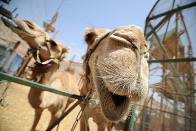 2-Hour Camel Safari Sunset with Bedouin Meal