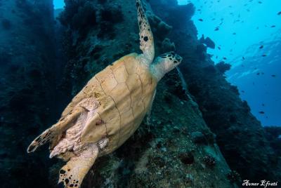 Guided Dive on Coral Reefs for Certified Divers Guided Dive on Coral Reefs for Certified Divers