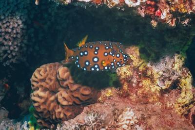 PADI Discover Scuba Diving Course