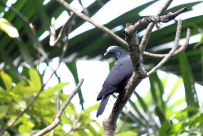 Bird Feeding Sanctuary & Montego Bay Highlight Tour Bird Feeding Sanctuary & Montego Bay Highlight Tour