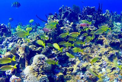 Glass Bottom Boat Ride/Snorkeling/Booby Cay Island from Negril Glass Bottom Boat Ride/Snorkeling/Booby Cay Island from Negril