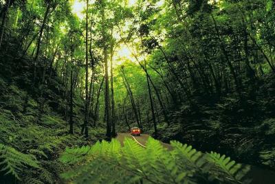 Ocho Rios Highlight Tour 