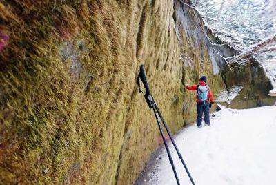 [Winter Program November-March] Moss Corridor, Sasazawa's Domon W