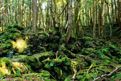 Trekking Experience of Aokigahara Sea Of Trees and Caves Exploration Trekking Experience of Aokigahara Sea Of Trees and Caves Exploration