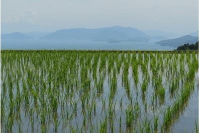 A tour to the Yamabushi temple, traditional warehouses & rice ter A tour to the Yamabushi temple, traditional warehouses & rice ter