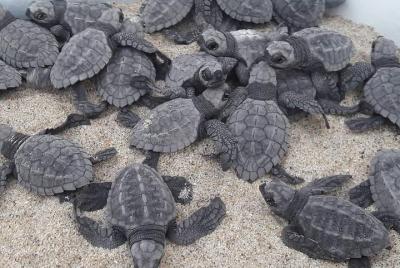 Baby Turtle Release Baby Turtle Release