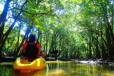 Experience with SUP or canoe guide in mangrove forest in Okinawa  Experience with SUP or canoe guide in mangrove forest in Okinawa