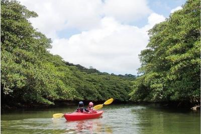 [Okinawa Iriomote Island] You can fully enjoy Mangrove kayaking 1 day tour [Kayaking]