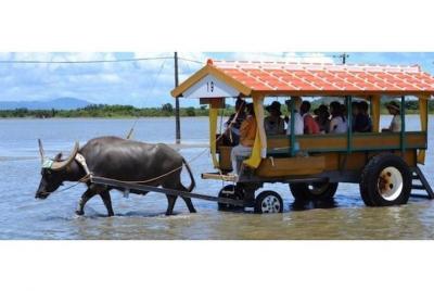 [Okinawa Iriomote Island] Let's get on a buffalo car! Canoe Tour & Yufu Sightseeing Tour (1 day)