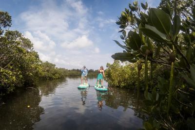 Guided Standup Paddle Experience in Nagura Mangroves Guided Standup Paddle Experience in Nagura Mangroves