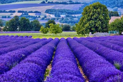 7-Day Private Tour by Minivan to Provence, Champagne, Burgundy from Paris