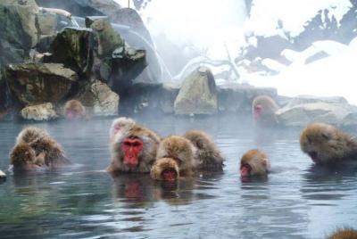 Snow Monkey in 