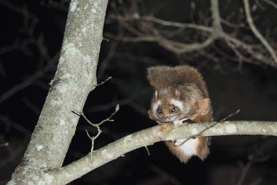 Flying Squirrel Watching Tour Flying Squirrel Watching Tour