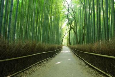 Day Trip by Bus to Kyoto and Nara from Osaka/Kyoto Day Trip by Bus to Kyoto and Nara from Osaka/Kyoto