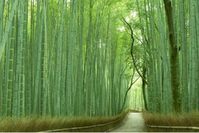 Kyoto Sagano Bamboo Grove & Arashiyama Walking Tour (No Yakatabun Kyoto Sagano Bamboo Grove & Arashiyama Walking Tour (No Yakatabun
