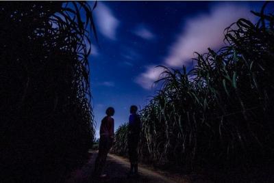Yagaji Island Night Mangrove Walk